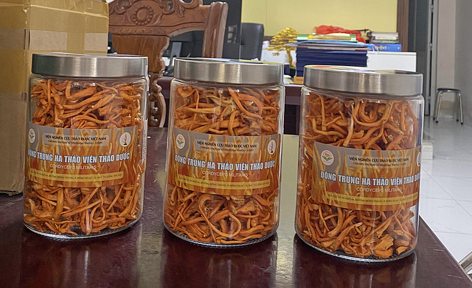 đông-trùng-hạ-thảo-của-viện-nghiên-cứu-thảo-dược-việt-nam.jpg