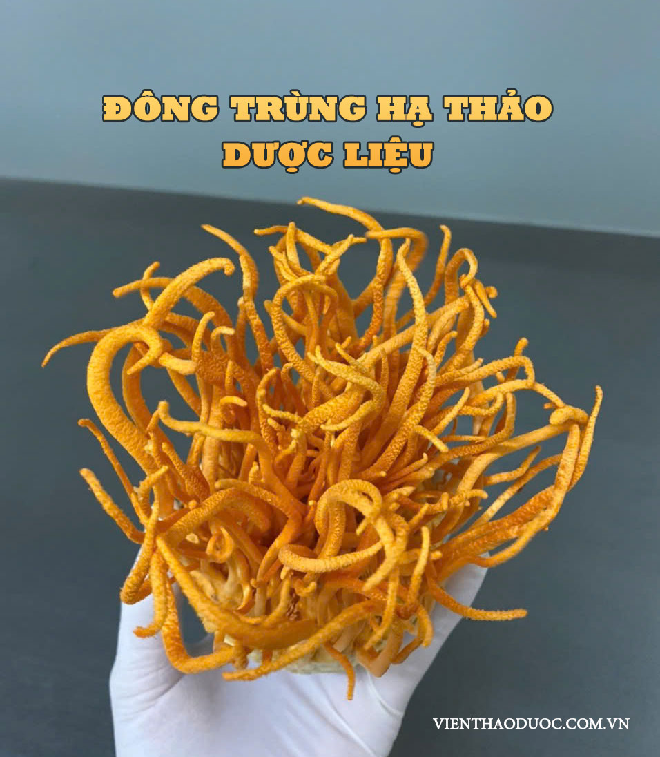 dong-trung-ha-thao-duoc-lieu-vien-nghien-cuu-thao-duoc-viet-nam.jpg