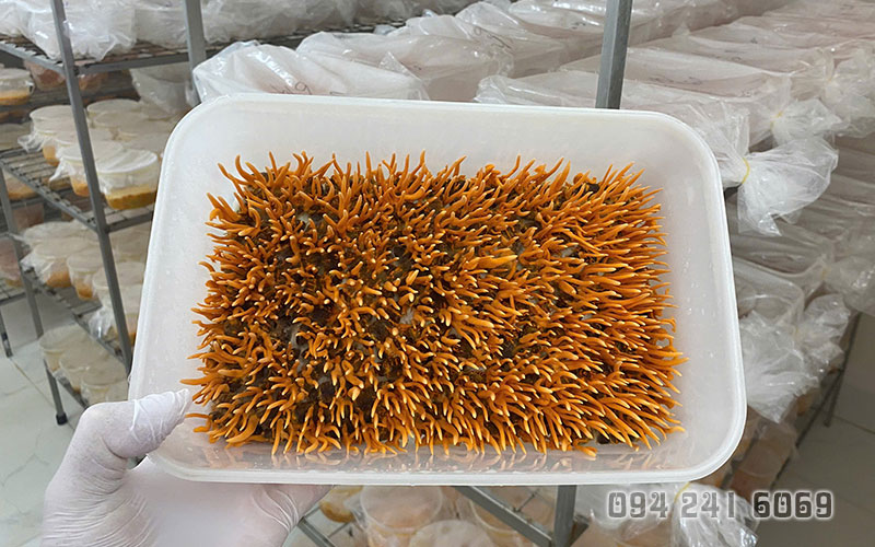 dong-tung-ha-thao-tuoi-vien-nghien-cuu-thao-duoc-viet-nam.jpg