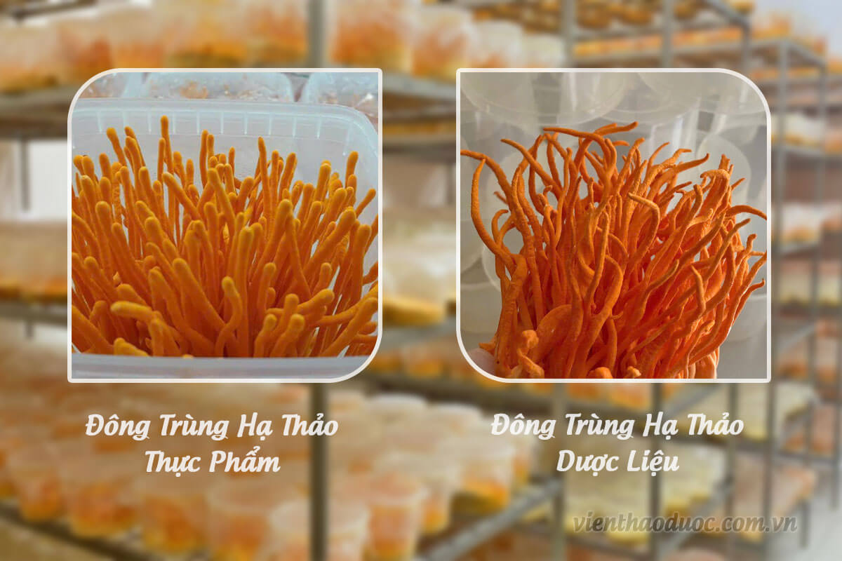 phân biệt đông trùng hạ thảo dược liệu và thực phẩm.jpg