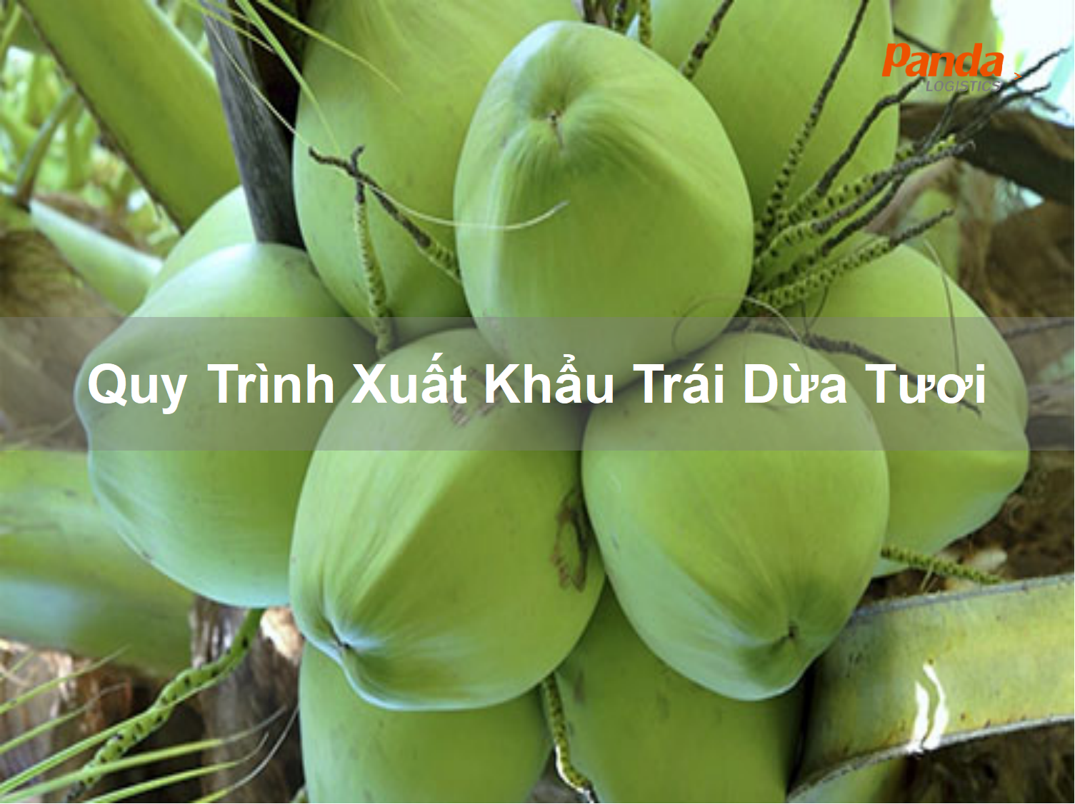 Quy Trình Xuất Khẩu Trái Dừa Tươi.png