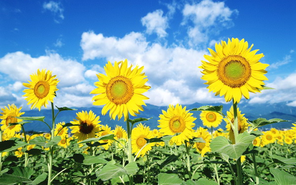 sunflower_9.jpg
