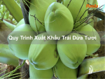 Quy Trình Xuất Khẩu Trái Dừa Tươi.png