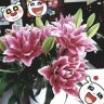 DUONG PHUONG
